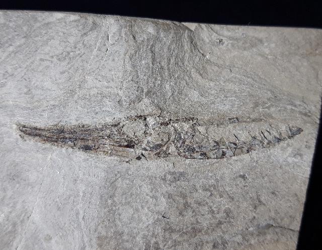 Centricus heinrichi HECKEL 1850 - Bild © FossNet FossilienStore